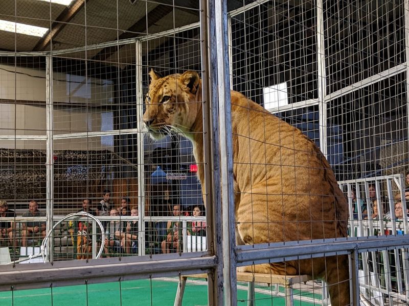 The Big Cat Show Up Close