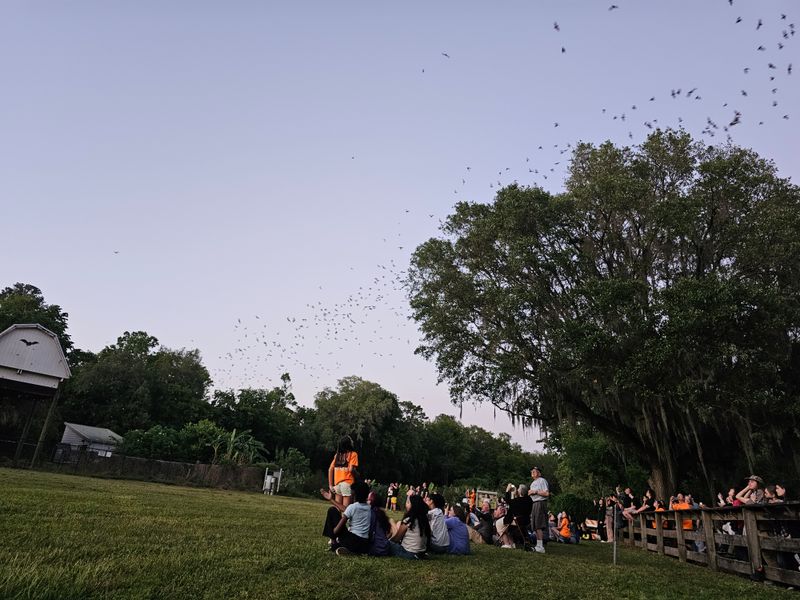 Etiquette, Safety, And Respectful Viewing