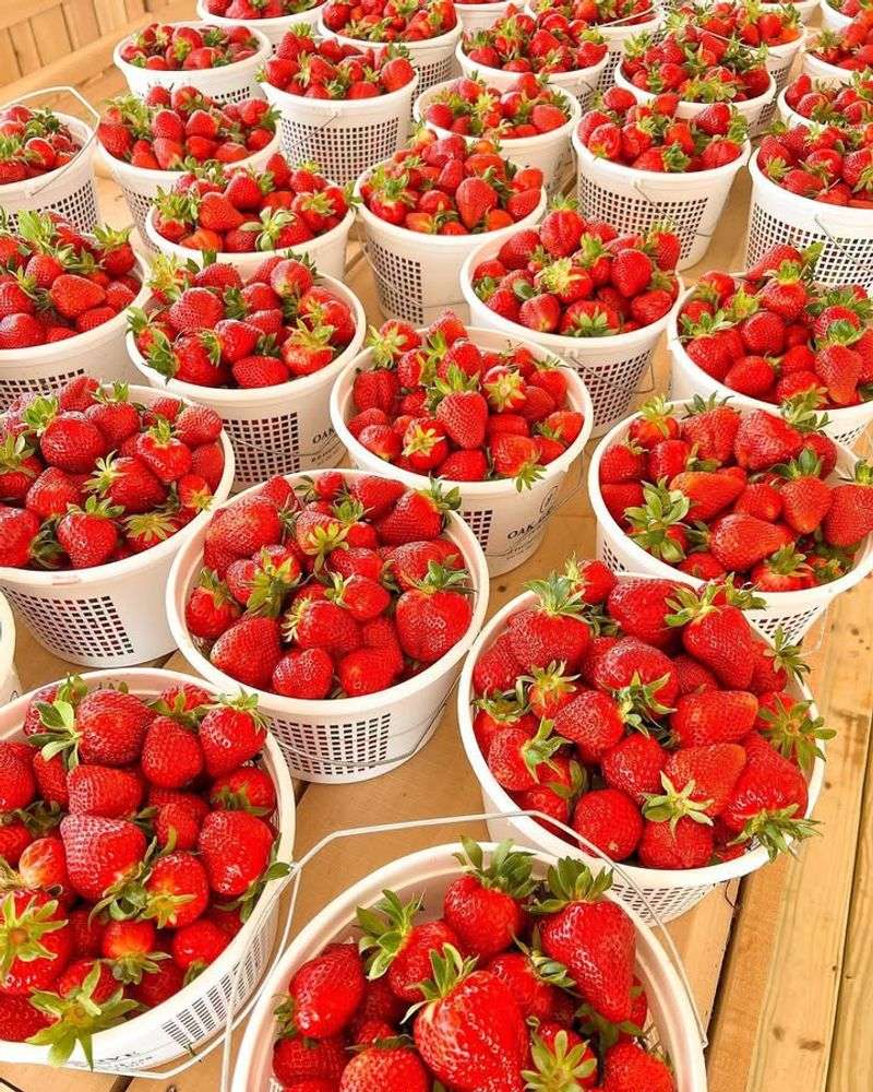Middle Tennessee Strawberry Festival &mdash; Portland
