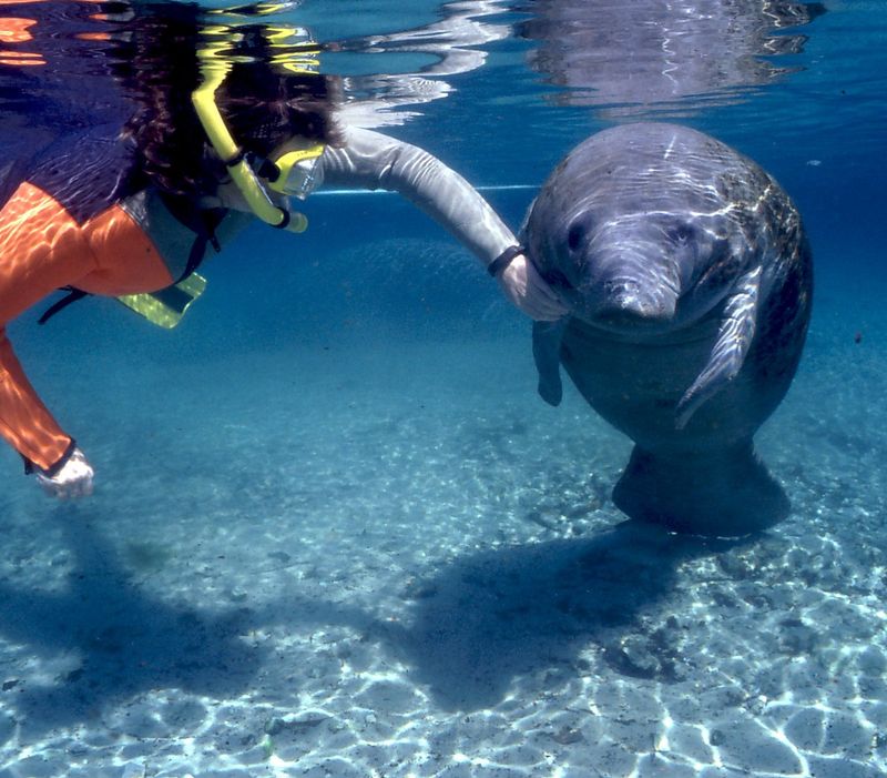 Swim/snorkel etiquette that prevents cloudy water