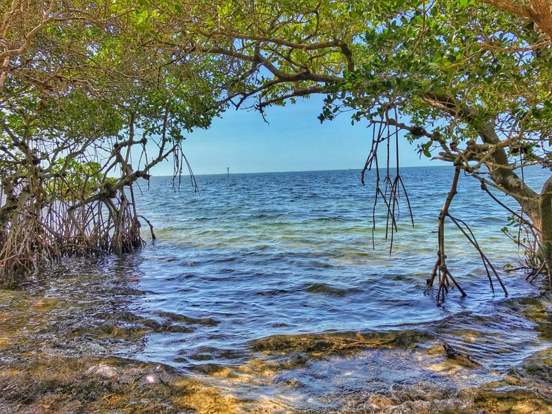 Sarasota Bay shoreline viewpoints (Sarasota)