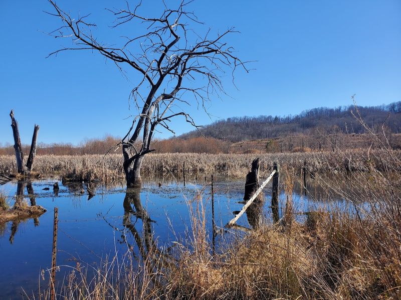 TVA Wetland Viewing Area & Trails &mdash; Harriman