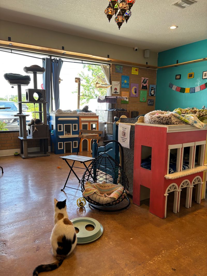 Meet the Cats You Can Lounge With While You Sip Your Latte