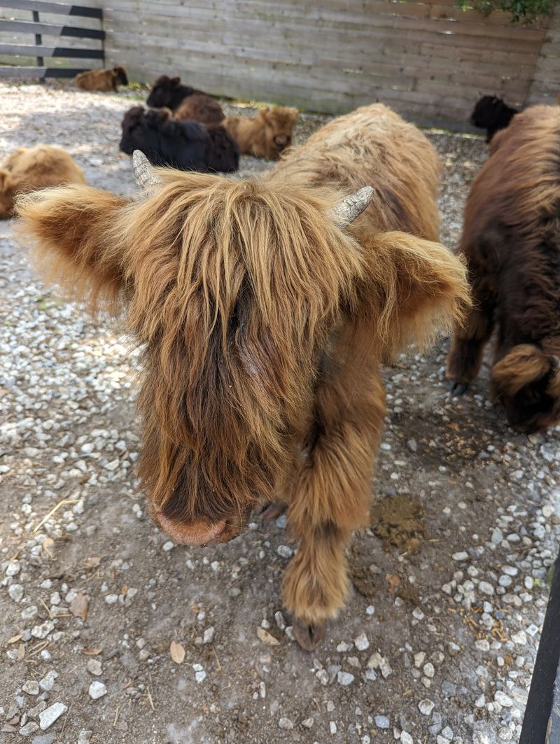 Why It Feels Like Scotland