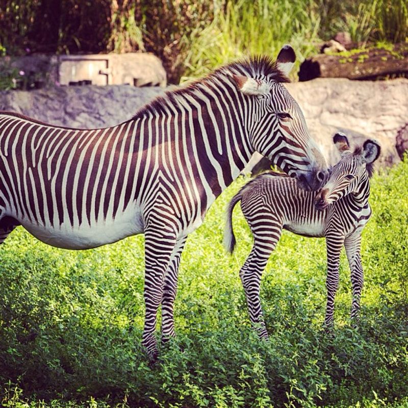 Busch Gardens (Tampa Bay)