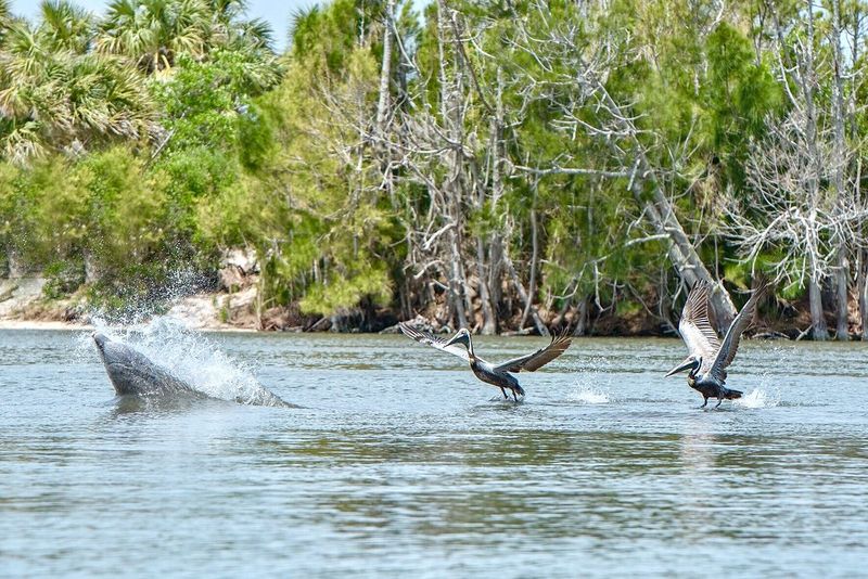 Haulover Canal (Titusville, Merritt Island NWR)