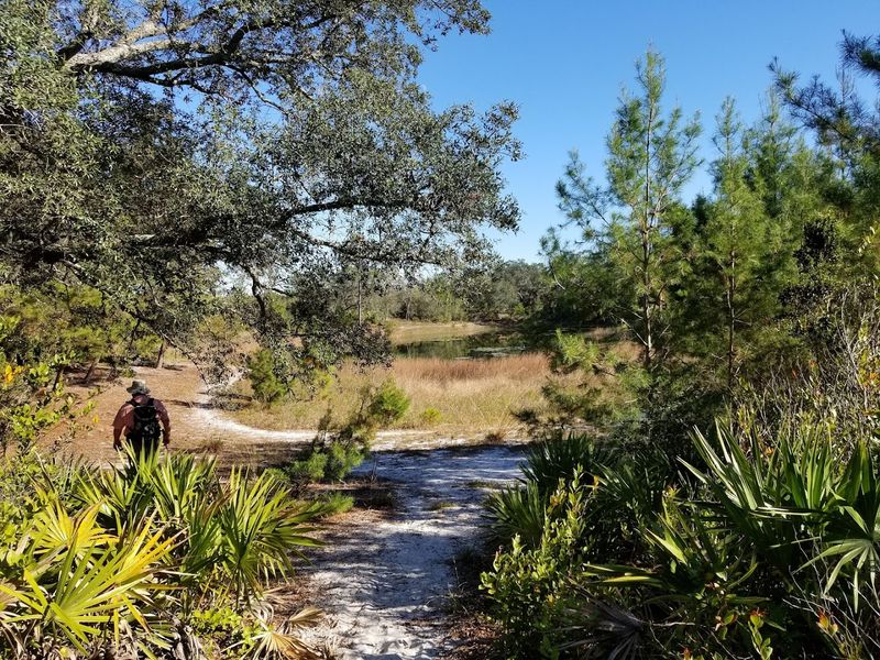 Juniper Prairie Wilderness (Ocala National Forest)