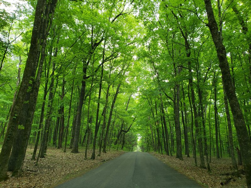 Cedars of Lebanon State Park