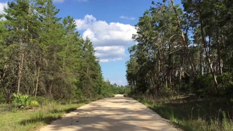 Ocala National Forest Scenic Byway — Central Florida