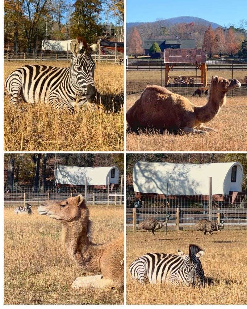 Welcome to Ocoee Riverside Farm: Tennessee's Most Unexpected Animal Encounter