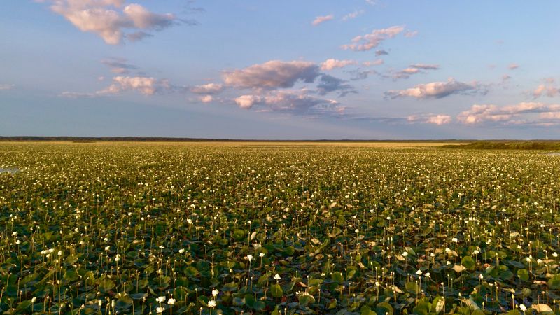 Wildflower Super Bloom (Late winter–spring)