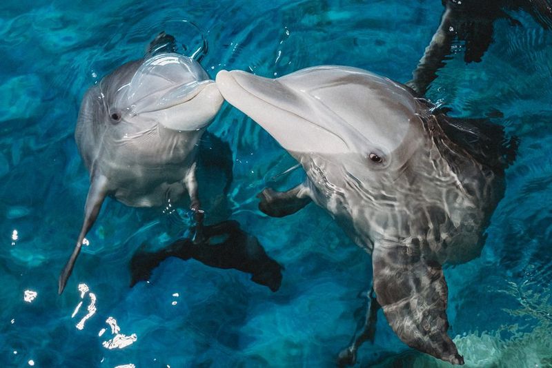 Dolphins Hunting in Cooler Coastal Waters