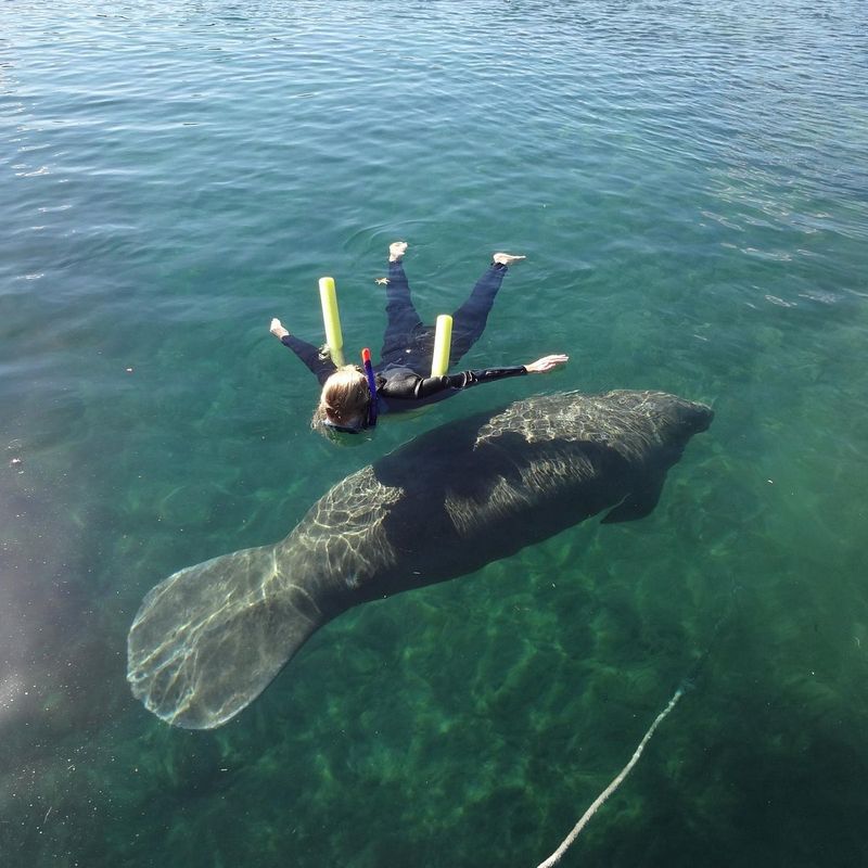 Swim (responsibly) with manatees in Crystal River / Kings Bay