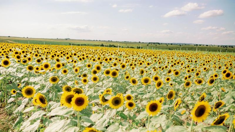 Southern Hill Farms – Clermont