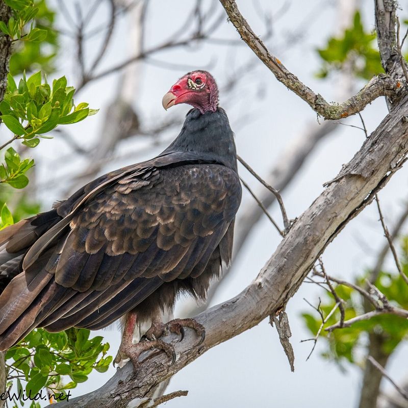 J.N. “Ding” Darling National Wildlife Refuge