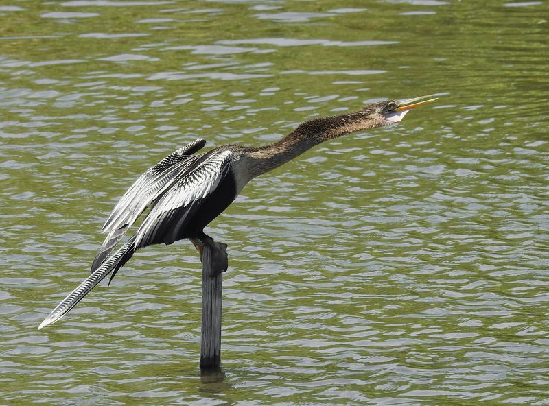 Anhinga Trail (Royal Palm | Everglades NP)