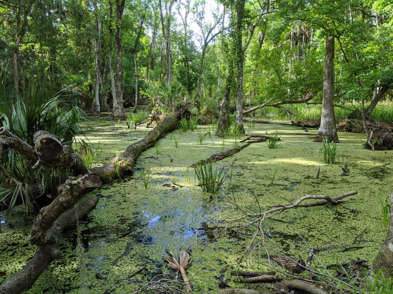 Bulow Creek Wilderness Trail (Flagler County)