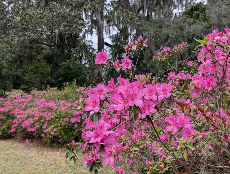 Ravine Gardens State Park (Palatka)