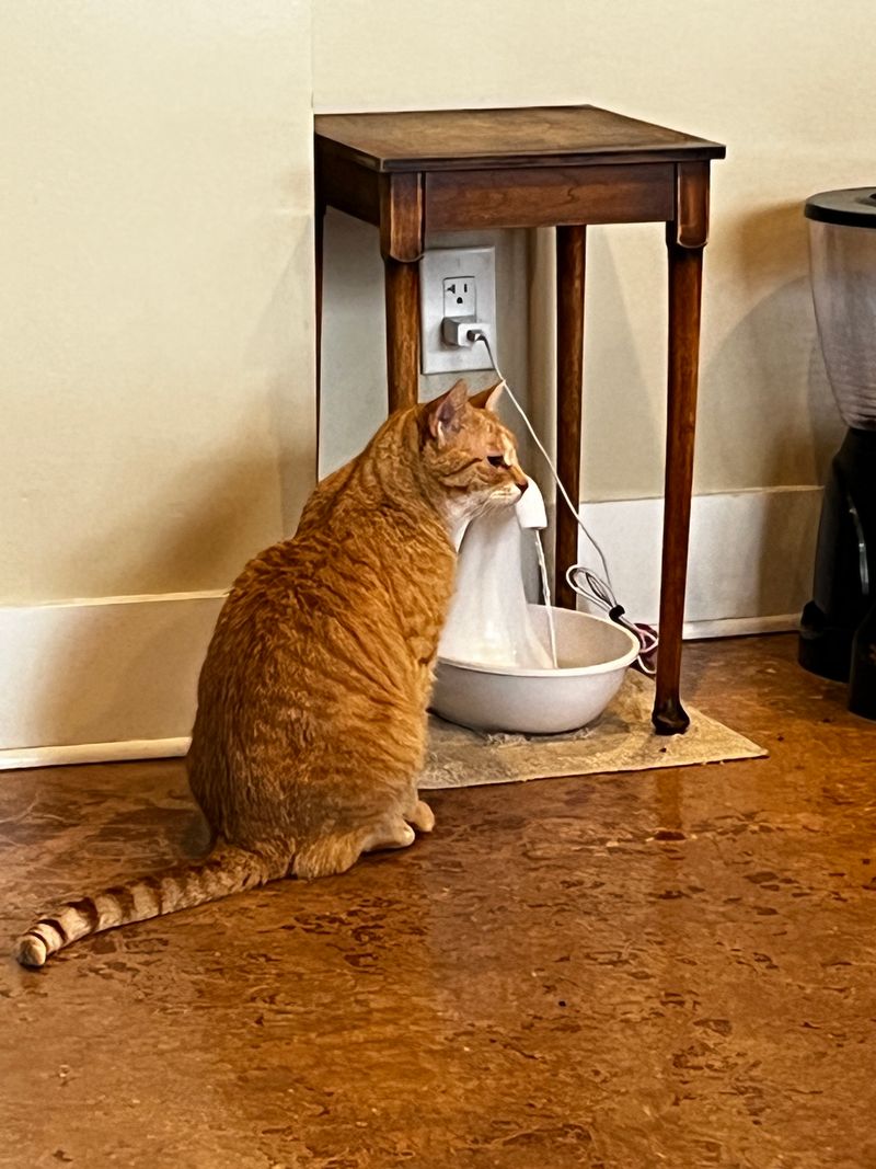 How Visiting The Witty Whisker Cat Café Helps Rescue Cats Find Homes