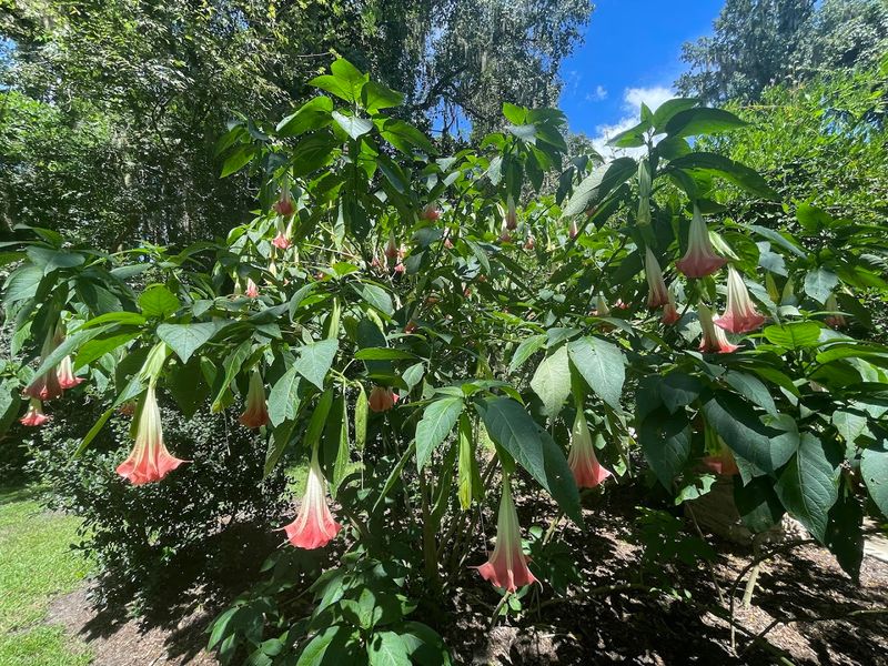 The Southeast’s Largest Herb Garden