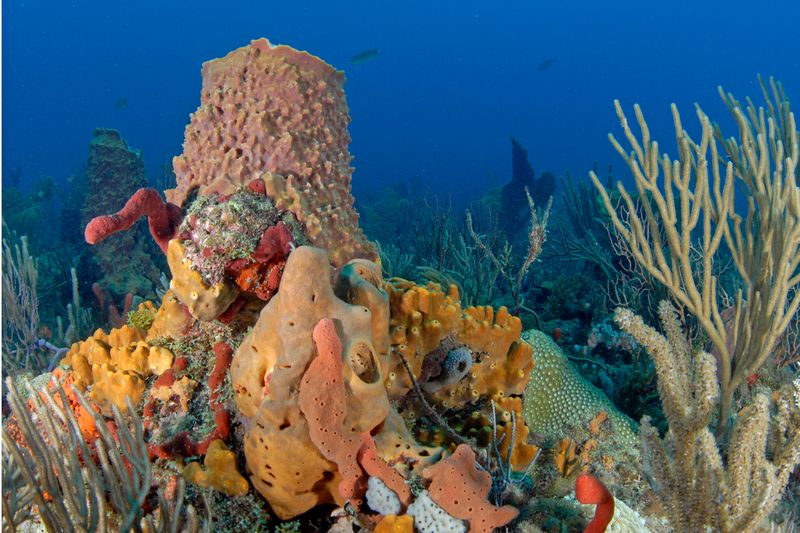 Drift Among Spur and Groove Reefs In The Upper Keys