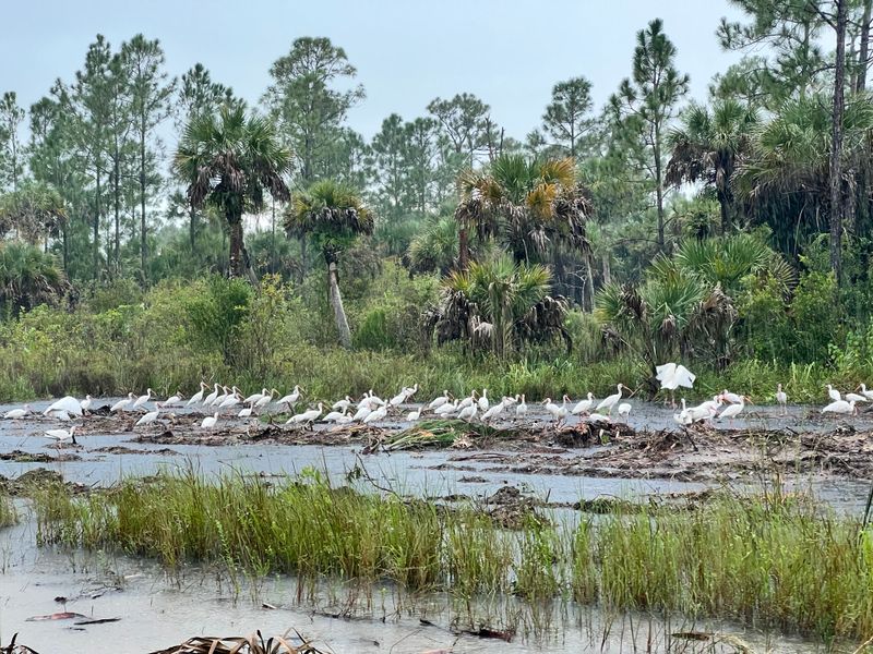 Picayune Strand State Forest