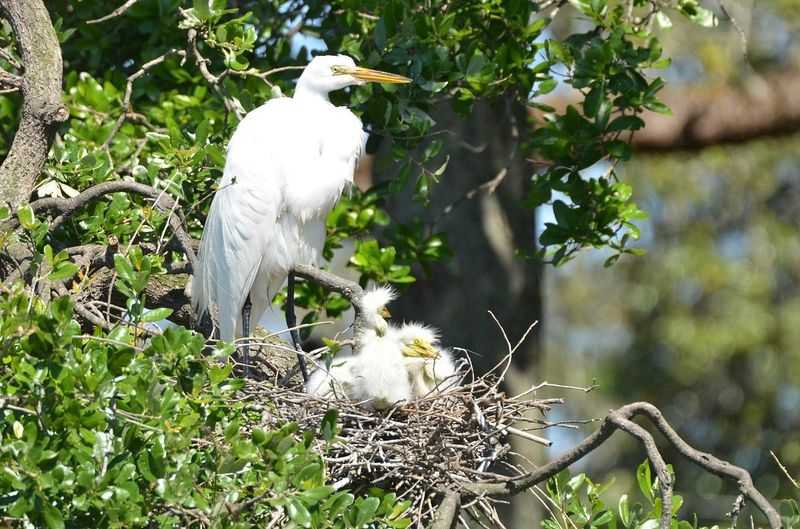 St. Augustine Alligator Farm Zoological Park — St. Augustine, FL