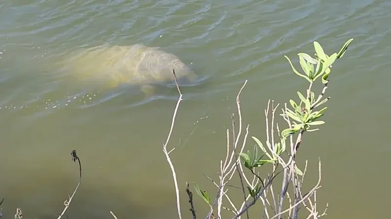 Lover's Key / Big Carlos Pass (Fort Myers Beach)