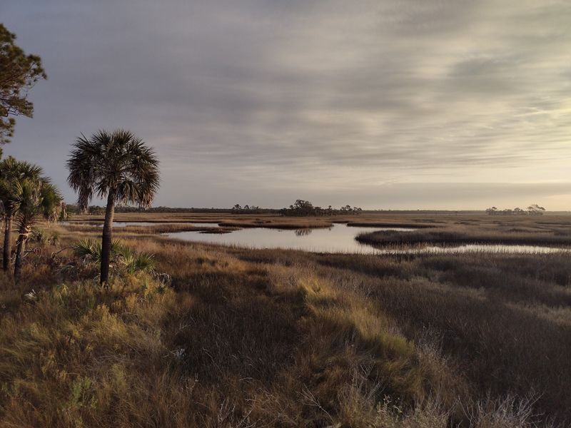 Big Bend / Hickory Mound Wildlife Management Area (Taylor County)