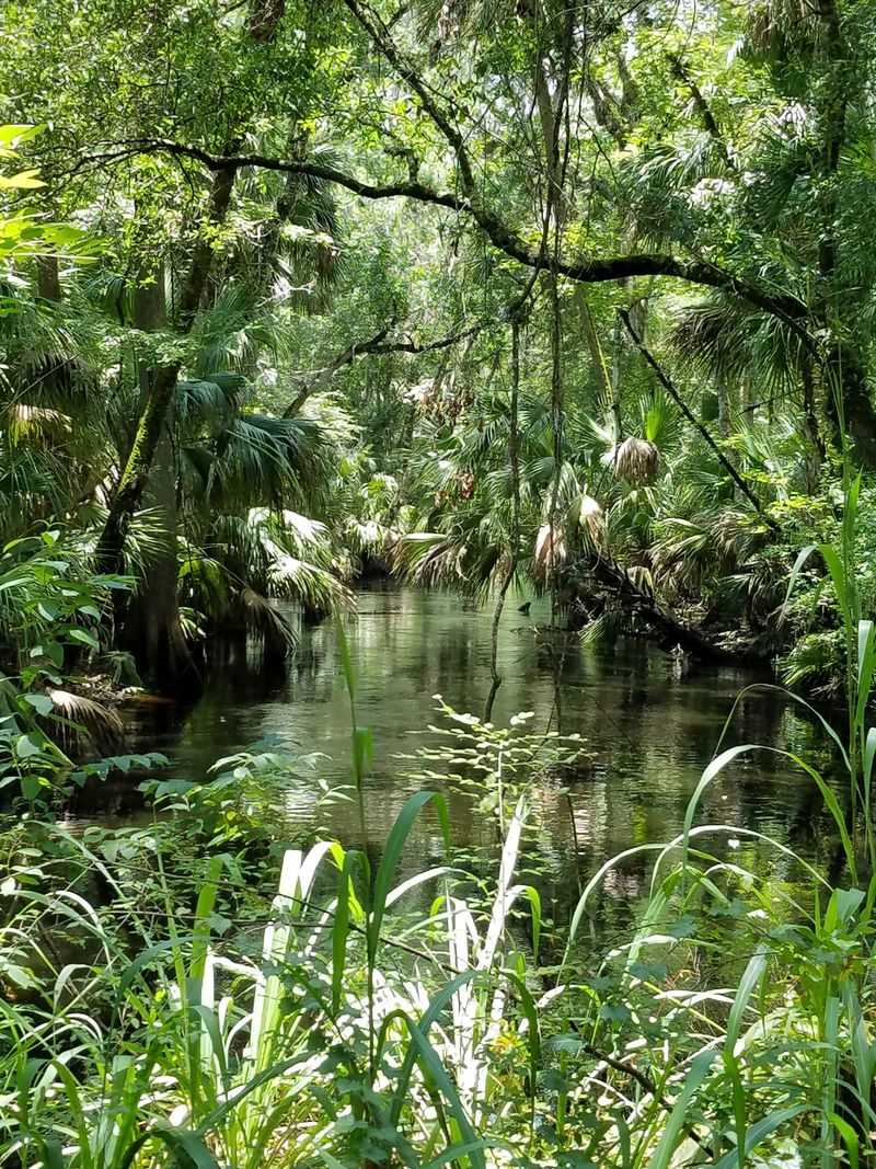 Flatwoods Wilderness Park (Thonotosassa / Tampa area)