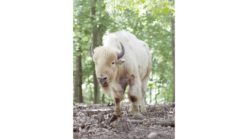 Briarwood Ranch Safari Park – Bybee