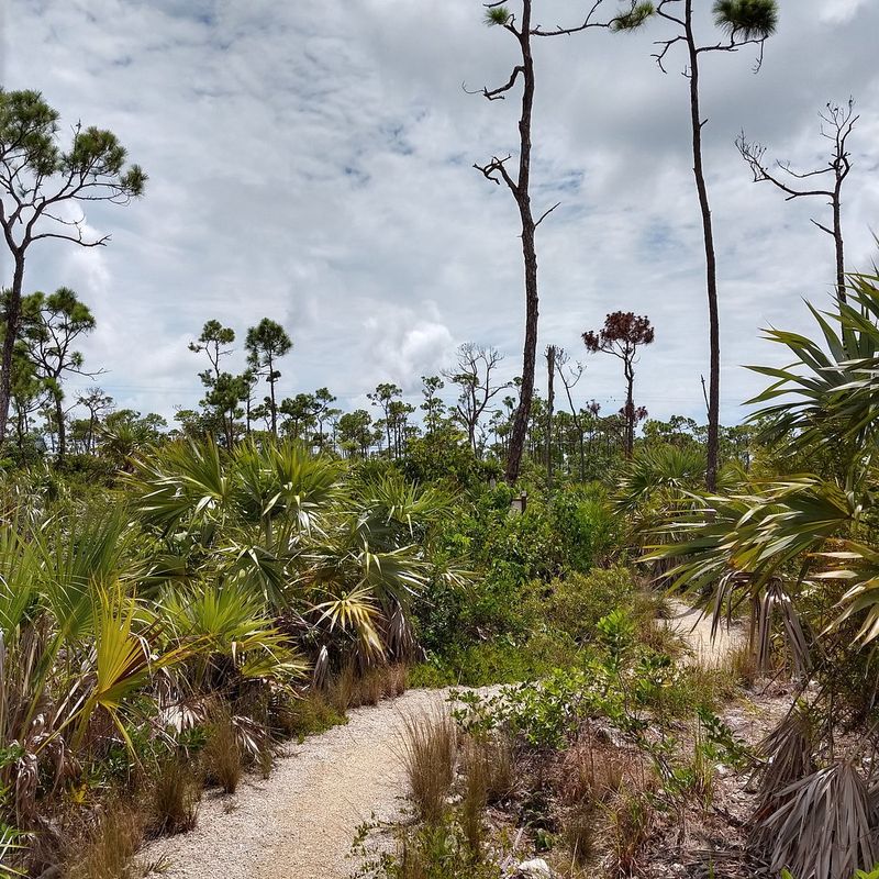 Watson Nature Trail (Big Pine Key)