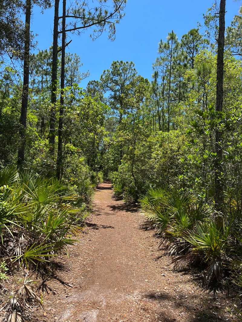 Brooker Creek Preserve Backcountry Trails (Tarpon Springs)