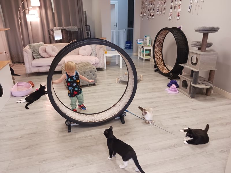 Frisky Cat Café (St. Augustine)