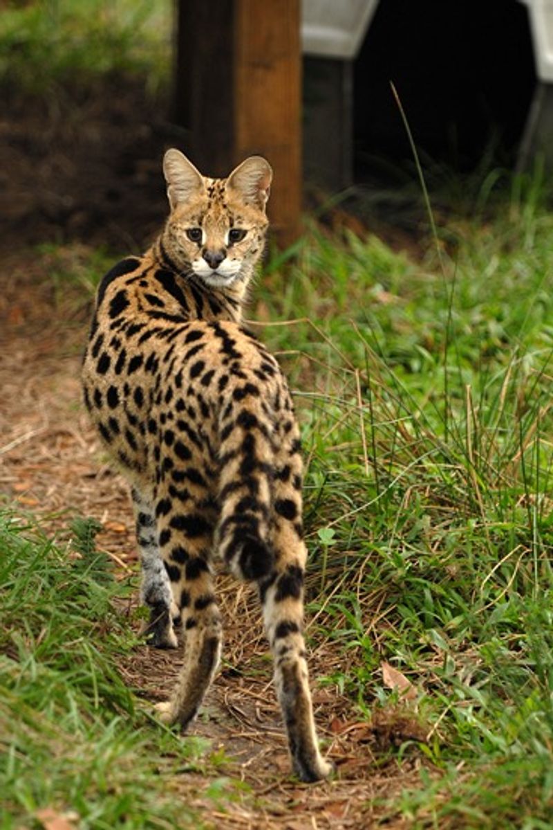 Forest Animal Rescue (Citra)