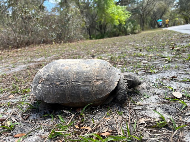 Lettuce Lake Conservation Park (Tampa | Hillsborough County)