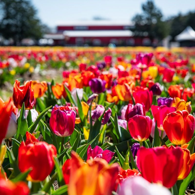 Walk Through Thousands of Blooming Tulips