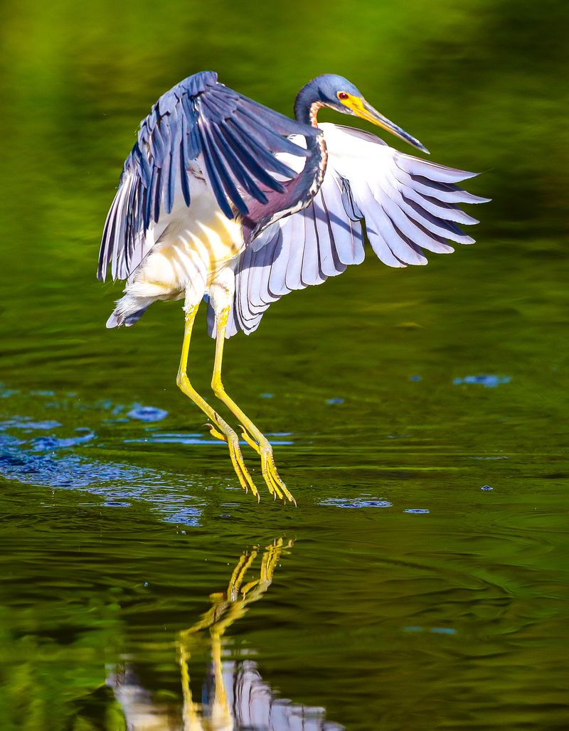 Wakodahatchee Wetlands (Delray Beach)