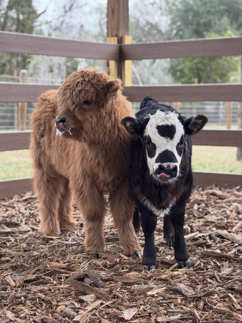 Mini Cow Picnic: The Sweetest Lunch Date