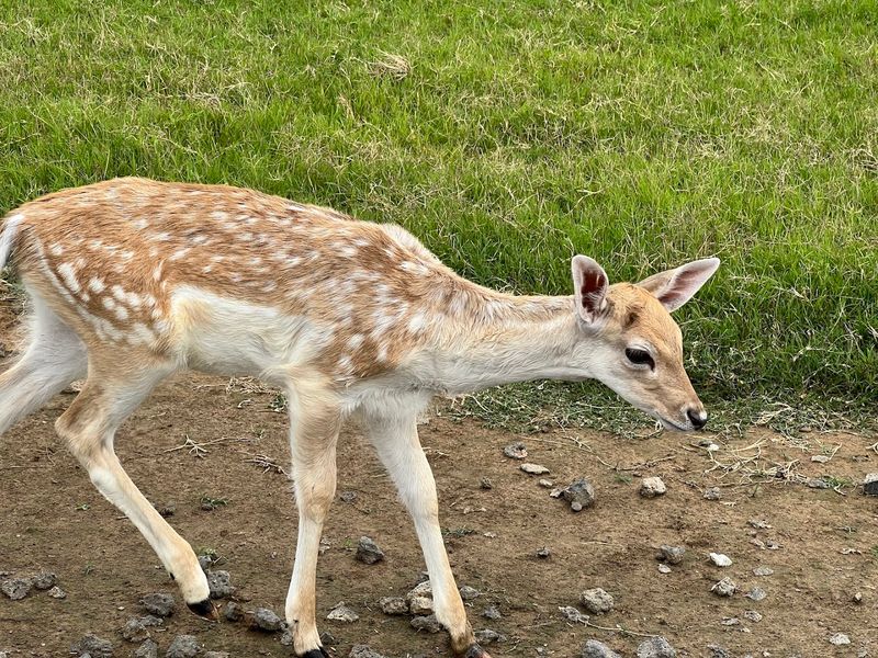Tennessee Safari Park – Alamo
