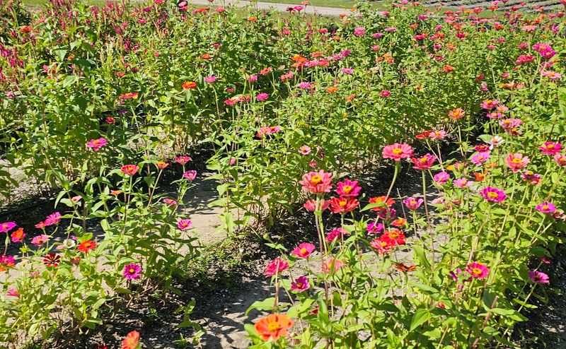 Harris Establishment Farms (Palm Bay)