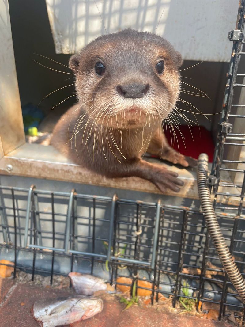 Otter Socialization: Tiny Hands, Big Smiles