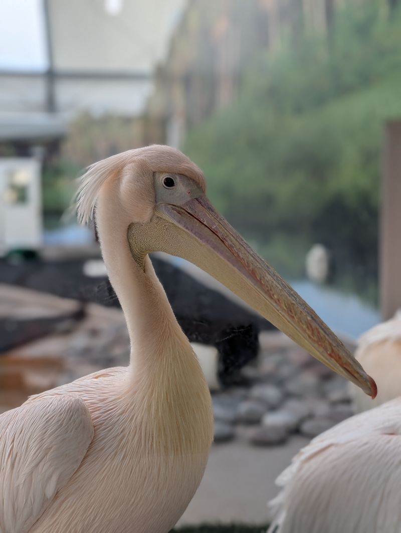 Clearwater Marine Aquarium (Clearwater)