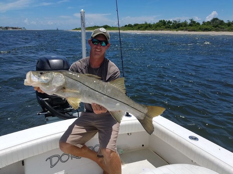 Marine Wildlife You Might See