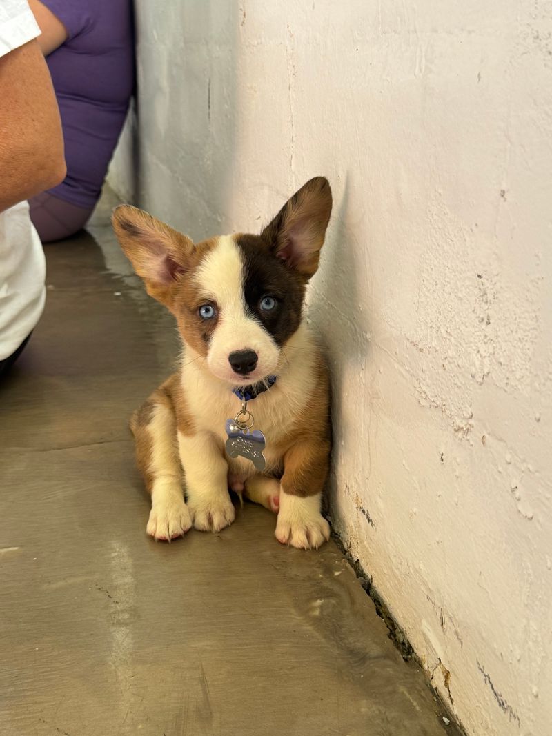 Why Puppy Yoga Orlando Is Pure Joy From Start to Finish