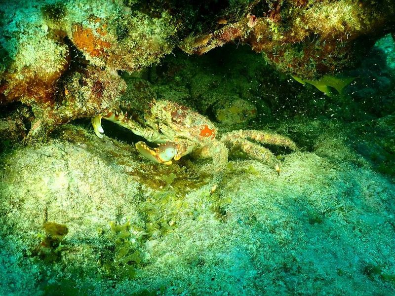 Pirates Cove Watersports – Key Largo Bay Beach