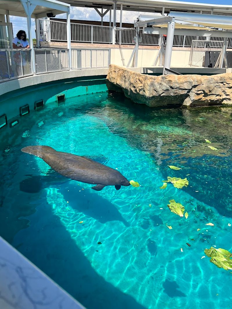 Meet Romeo, The 71-Year-Old Record Holder