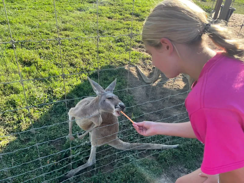 Yes, You Can Feed Kangaroos Here