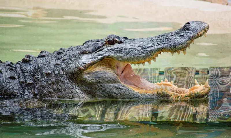 Gator Park and Alligator Shows