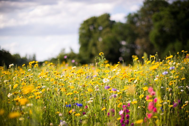 Year-Round Wildflower Blooms in the Smokies